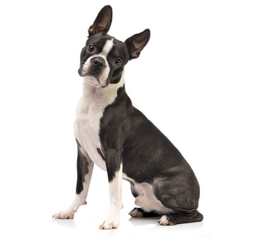 Size store boston terrier